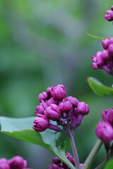 close up of a purple flower