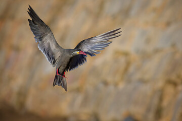 Inca Tern, Larosterna Inca, en la costa del Mar Pacifico, Concon, Chile