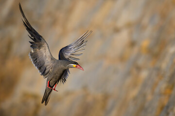 Inca Tern, Larosterna Inca, en la costa del Mar Pacifico, Concon, Chile