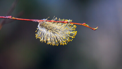 flower of a dandelion