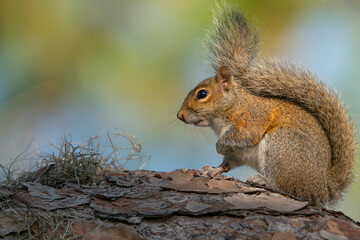 Eastern Gray Squirrel on a tree.