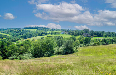 landscape with green forest