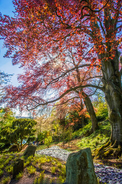 Copper beech tree and cherry blossom in left corner in Japanese garden