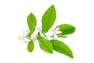 Neroli blossom orange tree branch with white flowers buds and leaves isolated on transparent background