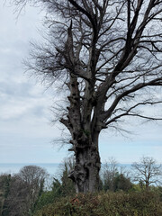 Fototapeta premium Majestic Bare Tree Overlooking the Ocean