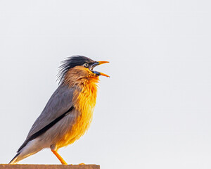 A brahminy Starling