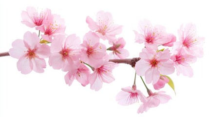Fototapeta premium Delicate Pink Cherry Blossoms on Branch Against White Background