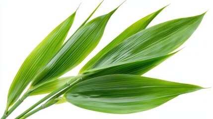 Obraz premium Lush Green Bamboo Leaves on White Background