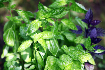 Green basil plant growing in the garden