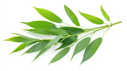 Fototapeta premium Vibrant Green Branch with Textured Leaves Against White Background