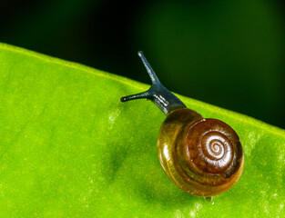 Oxychilus translucidus -Stylommatophora, Zonitidae, small mollusk with a transparent yellow shell on a green leaf of a plant