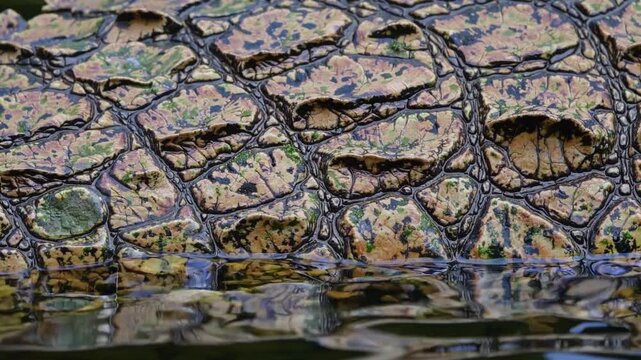 Close up of crocodile skin partially submerged, showcasing its rugged beauty and intricate patterns