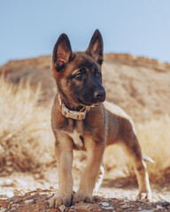 Young Belgian Malinois 