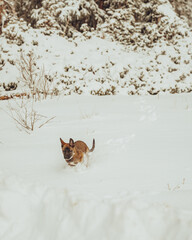 Puppy in the snow 