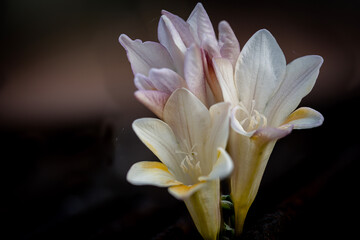 Obraz premium close up of white flowers Focus Stacking technique using one hundred photos with separate focal points front to back and combined into one photo