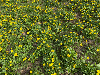 Yellow small marsh Caltha flowers, uncultivated wild plants blooming in spring