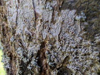 Lecanora lichen growing on tree bark