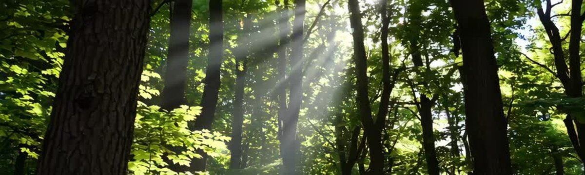 Enchanting forest with sunlight rays breaking through green leaves, calming tranquil woodland view
