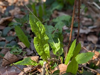 Leaves of Wood Dock (Rumex sanguineus)