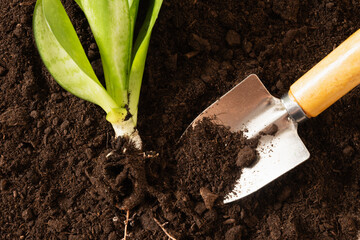 Garden hand cultivator and planting flower on soil. Season gardening and work. Hand rakes. Hobby....