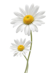 Fototapeta premium The pure white petals and the bright yellow centers of the daisies create a sense of freshness and innocence. The close-up perspective and the natural light evoke a feeling of peace and tranquility,