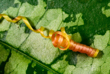 A tendril of a climbing plant that did not catch on a support and curled into a spiral