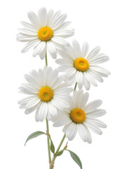 The pure white petals and the bright yellow centers of the daisies create a sense of freshness and innocence. The close-up perspective and the natural light evoke a feeling of peace and tranquility,