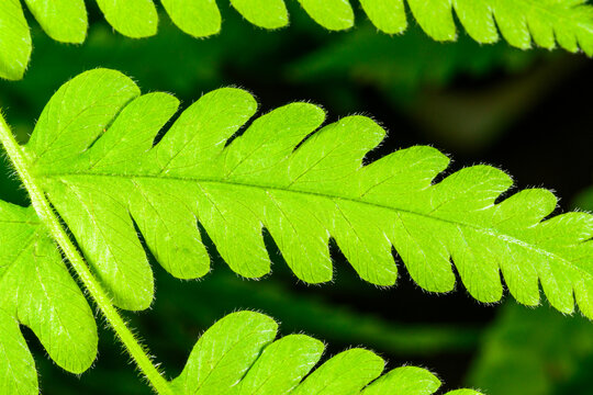 Green leaf of a fern growing in a botanical collection