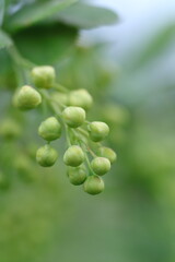 close up of green plant