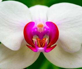 Phalaenopsis, asymmetrical white orchid flower with red center in tropical greenhouse