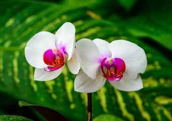 Phalaenopsis, asymmetrical white orchid flower with red center in tropical greenhouse