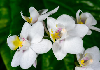 Phalaenopsis sp., A white flower with a yellow center of an ornamental hybrid orchid blooming in a...