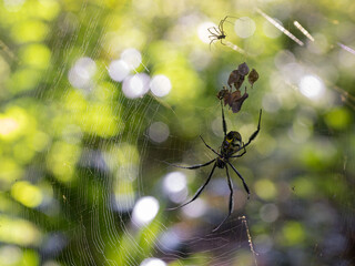 The underside of a female black-legged golden orb-web spider (Nephila fenestrata), a common spider in South Africa.