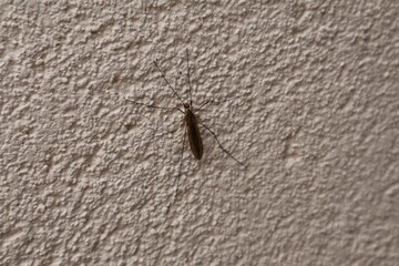 grand moustique posé sur un mur blanc