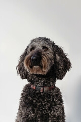 Portrait of Black curly Dog looking off camera