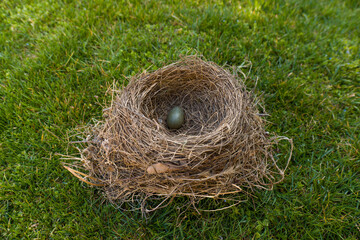 Blackbird (Turdus merula) egg in the nest