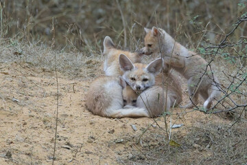 A family bundle of Desert Foxes or White-footed foxes (Vulpes vulpes pusilla), close to their den,  Jhalana Leopard Reserve, Jaipur, Rajasthan, India.