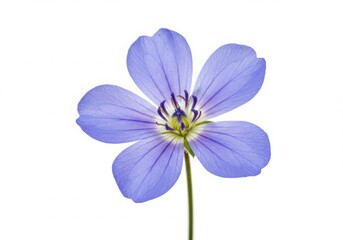 A single light purple flower with five petals isolated on a white background in a close up shot transparent background