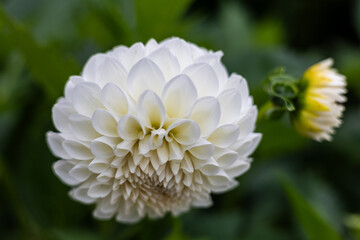A vibrant white dahlia in full bloom with intricate petal details stands against a lush green...
