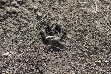 paw in the ground