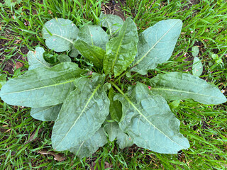 Wild Horse Sorrel Rumex Confertus Perennial Herbaceous Plant Close-Up.