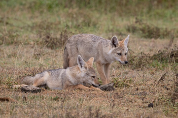 Golden Jackal Pups