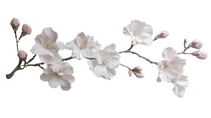Obraz premium Isolated Spring Flowers and Botanical Elements – Realistic Floral Cutouts on White Background