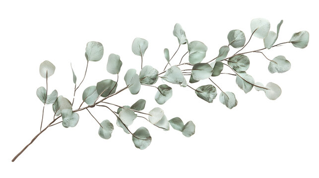 Isolated Spring Flowers and Botanical Elements &ndash; Realistic Floral Cutouts on White Background