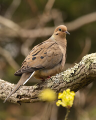 A Mourning Dove perched on a lichen-covered branch