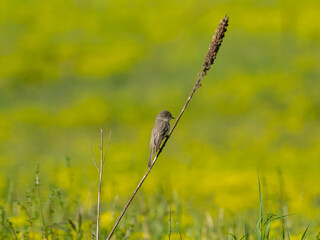 A distant Eastern Phoebe perched up on a dead flower stalk against a colorful green-yellow background