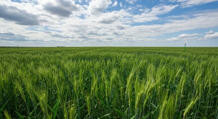 a vast field of lush green crops thriving under a blue sky, showcasing the benefits of efficient water use in agriculture