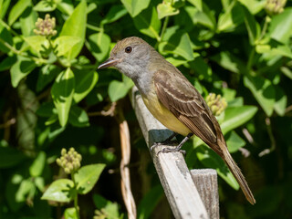 A close up of a Great Crested Flycatcher perched on the top of a fence rail