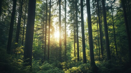 Obraz premium The sun shining through tall green trees in a forest