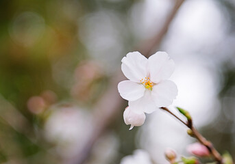 Cherry blossoms macro flower, blurred background